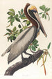Pélican brun Pelecanus fuscus - John James Audubon — weergave van het kunstwerk