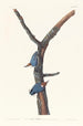 Sittelle à tête brune - John James Audubon — weergave van het kunstwerk