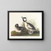 Eend met buffetkop - John James Audubon — ingelijst kunstwerk aan de muur