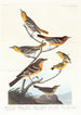 Oriole de Bullock, Oriole de Baltimore, Chardonneret mexicain, Grive variée, Grive des ruisseaux - John James Audubon — weergave van het kunstwerk