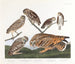 Uil van de holen - John James Audubon — weergave van het kunstwerk