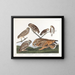 Uil van de holen - John James Audubon — ingelijst kunstwerk aan de muur