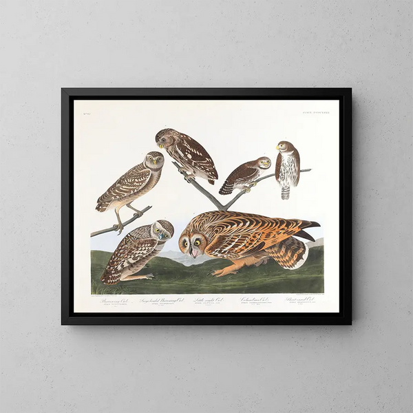 Owl of the burrows - John James Audubon — framed artwork on a wall