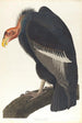 Vautour de Californie - John James Audubon — weergave van het kunstwerk