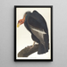 Vautour de Californie - John James Audubon — ingelijst kunstwerk aan de muur