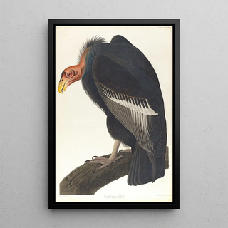 John James Audubon - Californian vulture.webp
