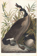 Bernache du Canada - John James Audubon — weergave van het kunstwerk