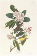Paruline du Canada - John James Audubon — weergave van het kunstwerk