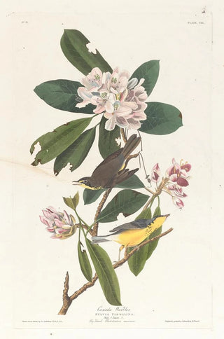 John James Audubon - Canada warbler.webp