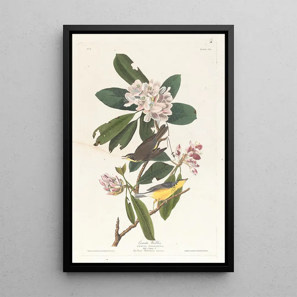 John James Audubon - Canada warbler.webp