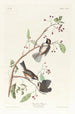 Mésange du Canada - John James Audubon — weergave van het kunstwerk