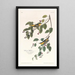 Paruline carbonée - John James Audubon — ingelijst kunstwerk aan de muur