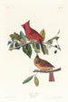 Cardinal gros-bec - John James Audubon — weergave van het kunstwerk