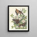 Turtle of the Carolinas - John James Audubon — framed artwork on a wall