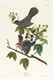 Moqueur chat - John James Audubon — weergave van het kunstwerk