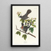 Moqueur chat - John James Audubon — ingelijst kunstwerk aan de muur