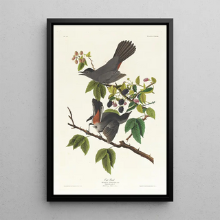 John James Audubon - Cat bird.webp