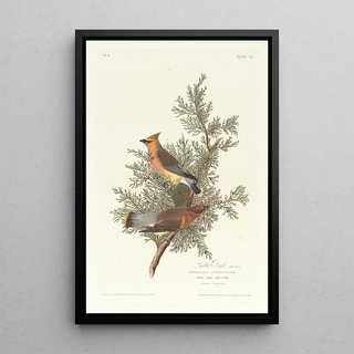 John James Audubon - Cedar bird.webp