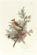 Jaseur des cèdres - John James Audubon — weergave van het kunstwerk