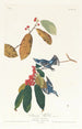 Paruline azurée - John James Audubon — weergave van het kunstwerk