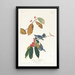 Paruline azurée - John James Audubon — ingelijst kunstwerk aan de muur