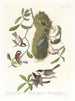 the Brown-backed Chickadee, Black-headed Chickadee, and Brown-crowned Chickadee - John James Audubon — artwork view