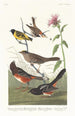 Pinson couleur châtaigne, Tarin à tête noire, Bruant à couronne noire, Bruant arctique - John James Audubon — weergave van het kunstwerk