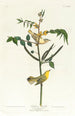 Paruline des enfants - John James Audubon — weergave van het kunstwerk