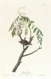 Bruant familier - John James Audubon — weergave van het kunstwerk