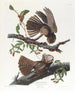 La veuve de Chuck Wills - John James Audubon — artwork view