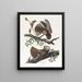 La veuve de Chuck Wills - John James Audubon — framed artwork on a wall