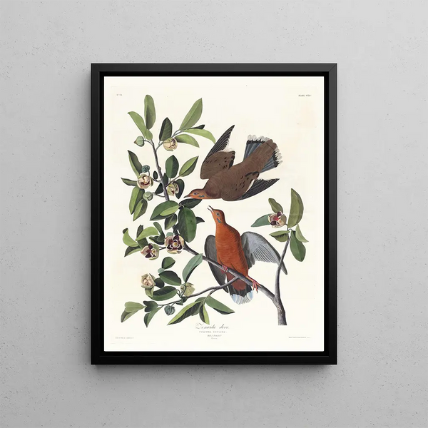 John James Audubon - Columba zenaida.webp