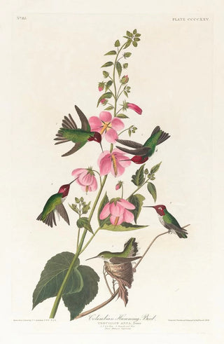 John James Audubon - Columbian humming bird.webp