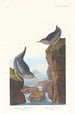 Cincle plongeur de Colombie - John James Audubon — weergave van het kunstwerk