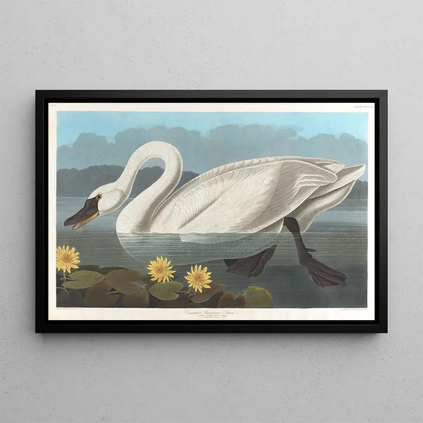 Cygne d'Amérique - John James Audubon — ingelijst kunstwerk aan de muur