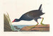 an adult male American coot - John James Audubon — artwork view