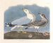 Grijze Meeuw - John James Audubon — weergave van het kunstwerk