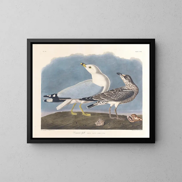 Goéland cendré - John James Audubon — framed artwork on a wall