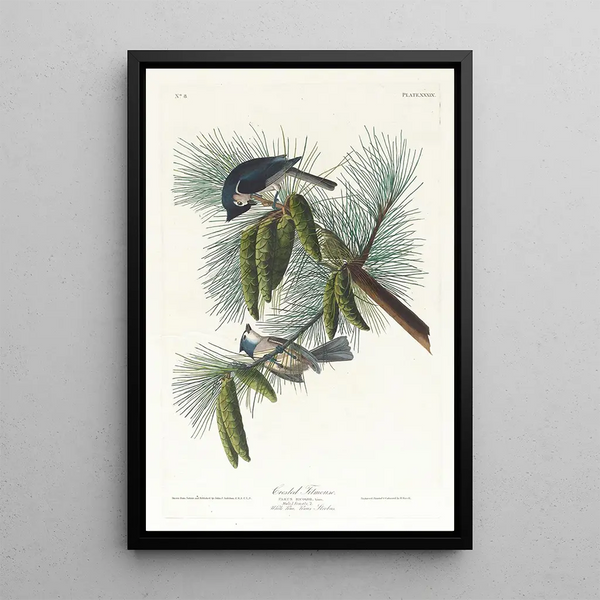 John James Audubon - Crested titmouse.webp