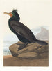 Cormoran à aigrettes - John James Audubon — weergave van het kunstwerk