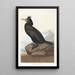 Cormoran à aigrettes - John James Audubon — ingelijst kunstwerk aan de muur