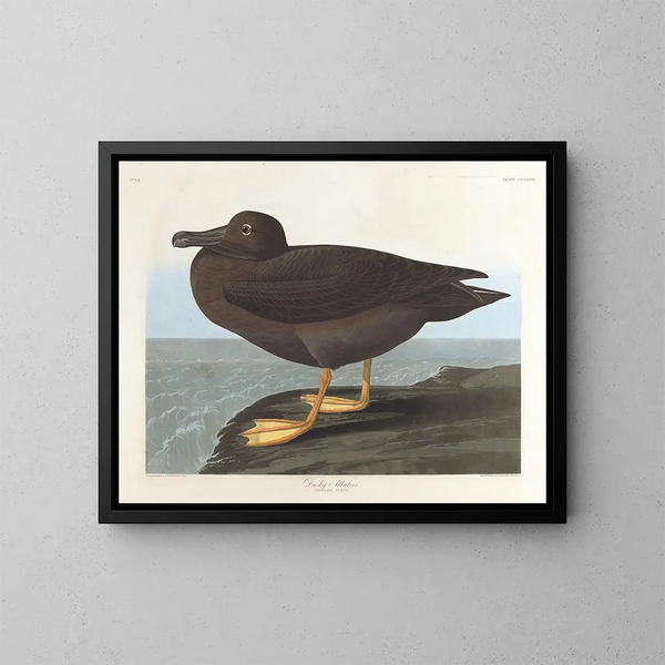 Dark Albatross Painting - John James Audubon — framed artwork on a wall
