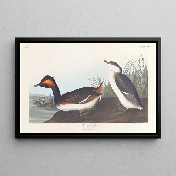 Zwarte kuifduiker - John James Audubon — ingelijst kunstwerk aan de muur