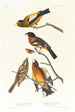 Gros-bec du soir, Gros-bec tacheté - John James Audubon — weergave van het kunstwerk