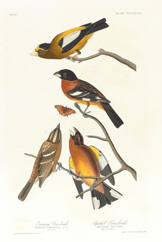 John James Audubon - Evening grosbeak Spotted grosbeak.webp