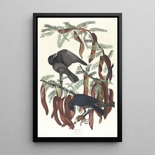 John James Audubon - Fish crow.webp
