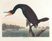 Cormoran de Floride - John James Audubon — weergave van het kunstwerk