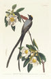 Tyran à longue queue - John James Audubon — weergave van het kunstwerk