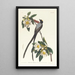 Tyran à longue queue - John James Audubon — ingelijst kunstwerk aan de muur