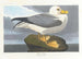 Fulmar petrel - John James Audubon — artwork view
